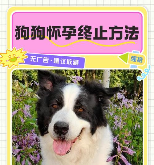 狗狗怀孕后恢复需要注意哪些关键点 狗狗怀孕后恢复需要注意哪些关键点