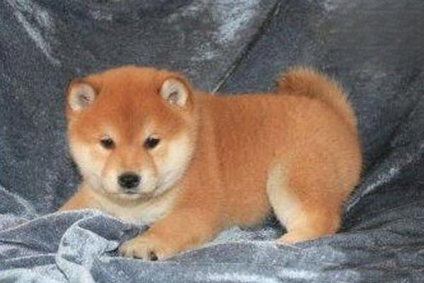 犬猫锰代谢病症状及预防措施