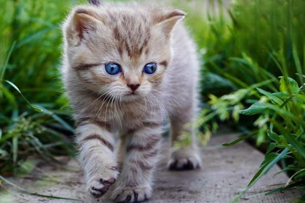 犬猫锰代谢病症状及预防措施