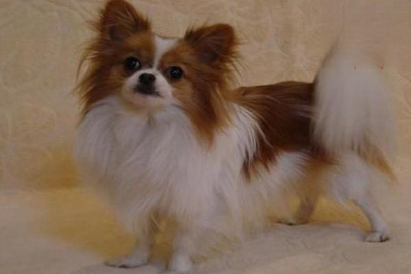 犬猫铜代谢病症状及处理方法 犬猫铜代谢病症状及处理方法