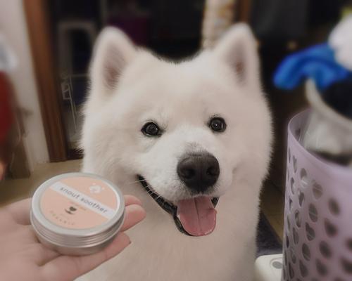 狗狗鼻子干裂原因及天然疗法 狗狗鼻子干裂原因及天然疗法