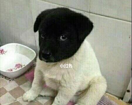 宠物狗压头症状解析及健康隐患