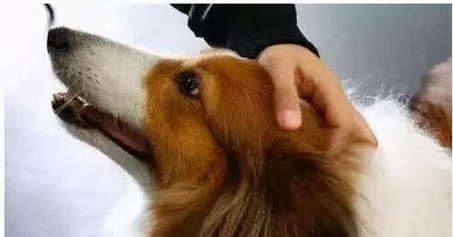 宠物狗压头症状解析及健康隐患