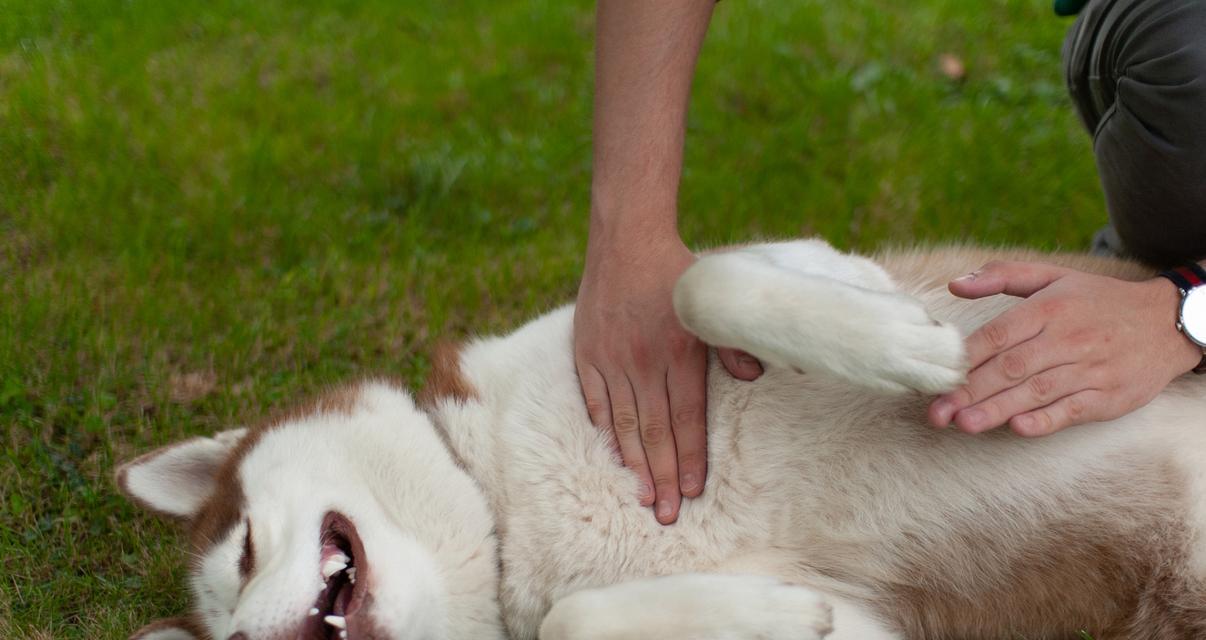 宠物狗压头症状解析及健康隐患