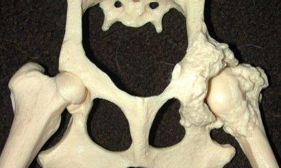 狗狗腿髋坏死的成因与治疗全解析 狗狗腿髋坏死的成因与治疗全解析