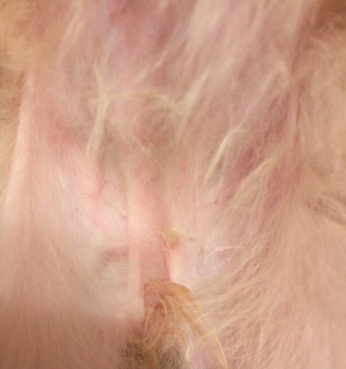 狗狗腿髋坏死的成因与治疗全解析 狗狗腿髋坏死的成因与治疗全解析