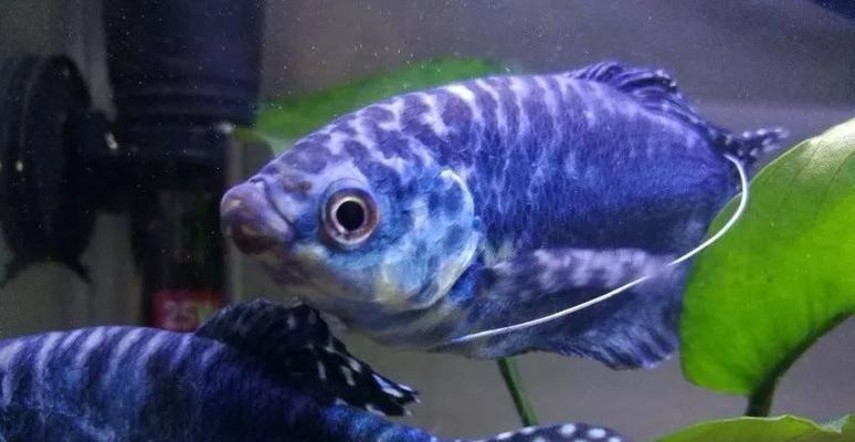 热带鱼世界好斗品种全解析：领地、求偶与攻击行为