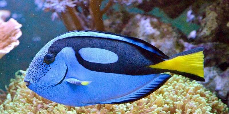 热带鱼世界好斗品种全解析：领地、求偶与攻击行为