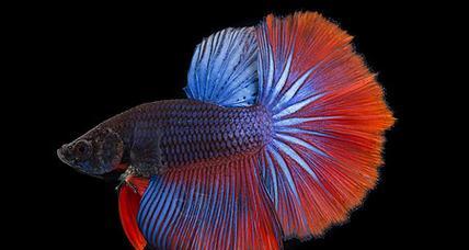 热带鱼世界好斗品种全解析：领地、求偶与攻击行为