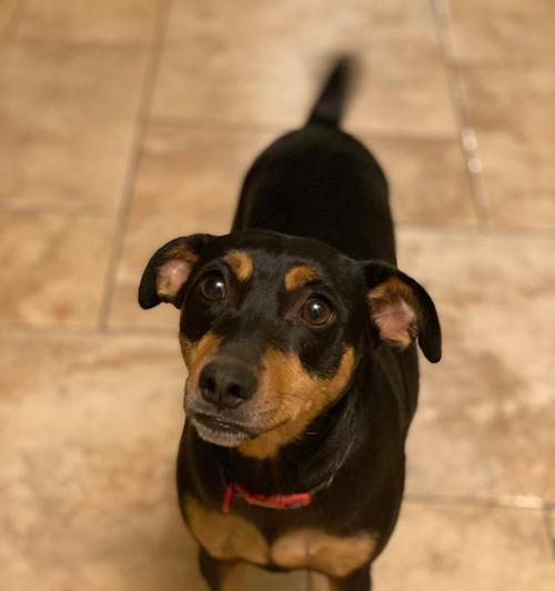 腊肠犬的起源、特点与饲养指南 腊肠犬的起源、特点与饲养指南