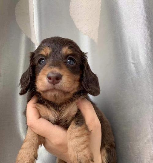 腊肠犬的起源、特点与饲养指南 腊肠犬的起源、特点与饲养指南