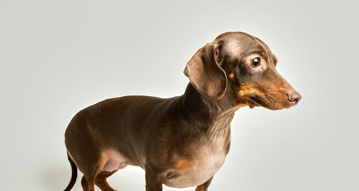 腊肠犬的起源、特点与饲养指南 腊肠犬的起源、特点与饲养指南