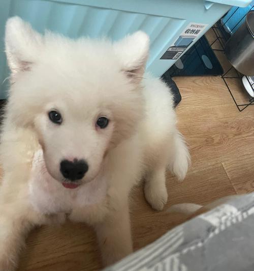 萨摩犬换毛周期解析与护理全攻略