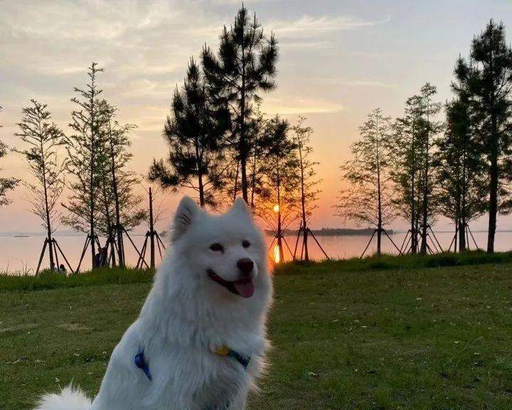 萨摩犬换毛周期解析与护理全攻略