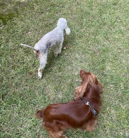 萨摩犬换毛周期解析与护理全攻略