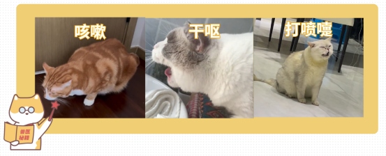 猫咪干呕不吐是怎么回事？常见原因及应对方法