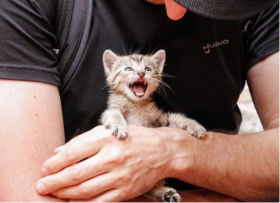 老人养的猫为什么更乖？揭秘背后的行为学原因