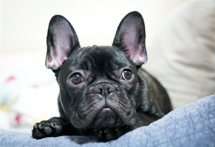 狗狗中途送养会怎样?心理创伤可能影响一生 狗狗中途送养会怎样?心理创伤可能影响一生