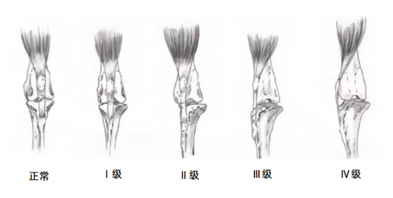 柯基犬容易髌骨脱位吗？科学解析与预防方法