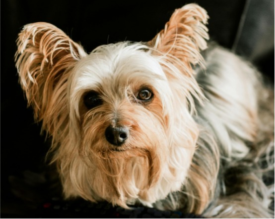 狗狗会嫌主人烦吗？这些行为说明它已经不耐烦了