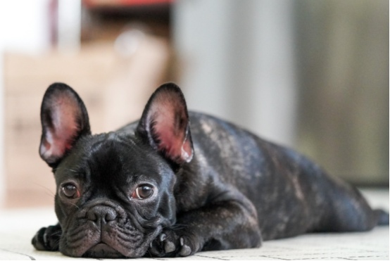 狗狗会嫌主人烦吗？这些行为说明它已经不耐烦了