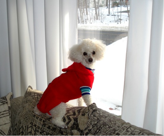 狗狗会嫌主人烦吗？这些行为说明它已经不耐烦了