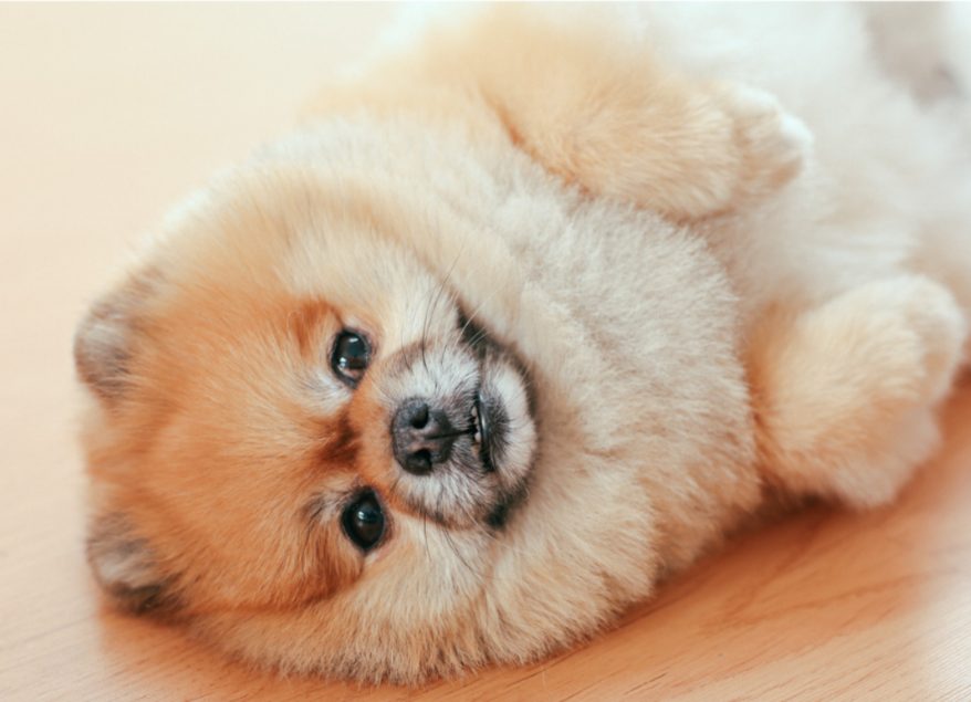 犬瘟热转阴后抽搐如何预防? 犬瘟热转阴后抽搐如何预防?