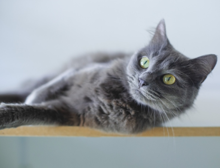 猫咪光吃不胖是否一定有虫？这些原因你可能不知道