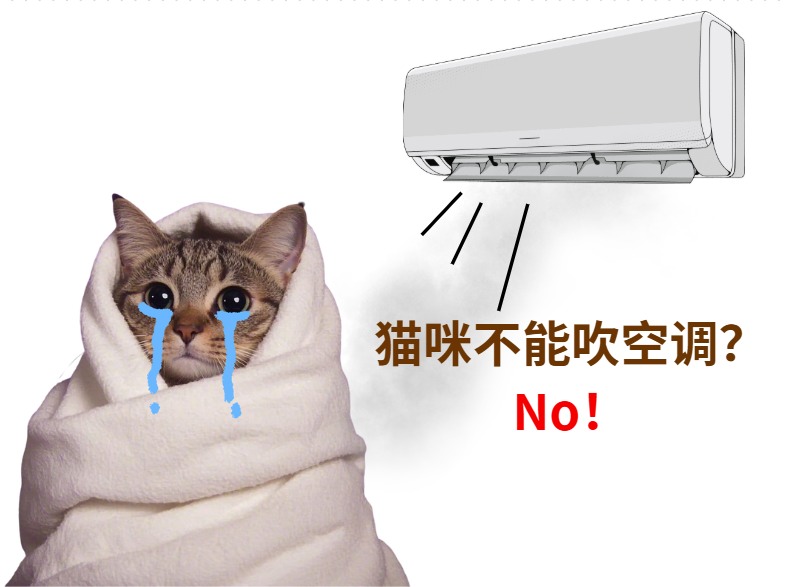 如何避免猫咪得空调病？科学护理指南