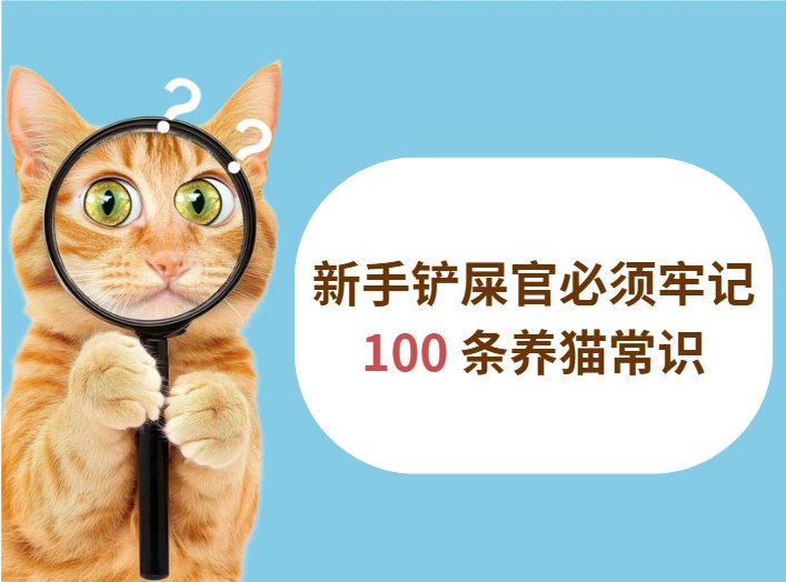 新手养猫100条常识，科学喂养守护猫咪健康
