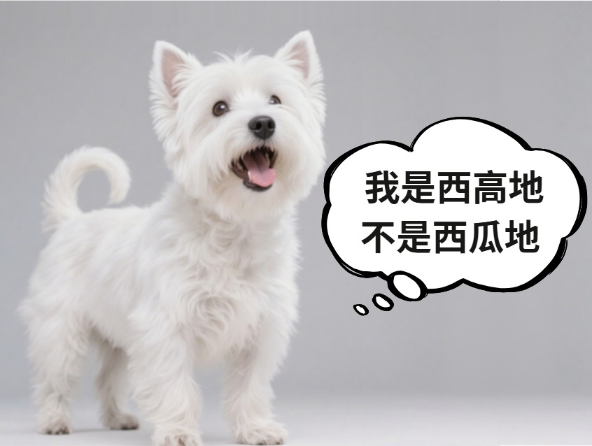 西高地犬爱叫吗?科学训练可有效减少吠叫 西高地犬爱叫吗?科学训练可有效减少吠叫