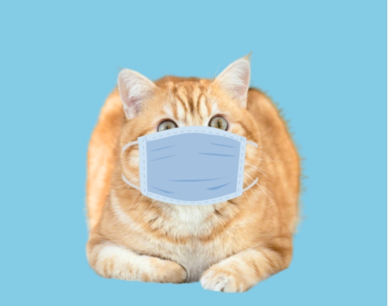 猫咪最讨厌的气味有哪些?铲屎官必看清单 猫咪最讨厌的气味有哪些?铲屎官必看清单