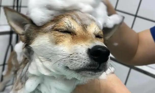 2岁狗狗洗澡频率与护理技巧全解析 2岁狗狗洗澡频率与护理技巧全解析