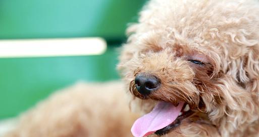 卷毛狗狗的魅力与饲养全攻略 卷毛狗狗的魅力与饲养全攻略