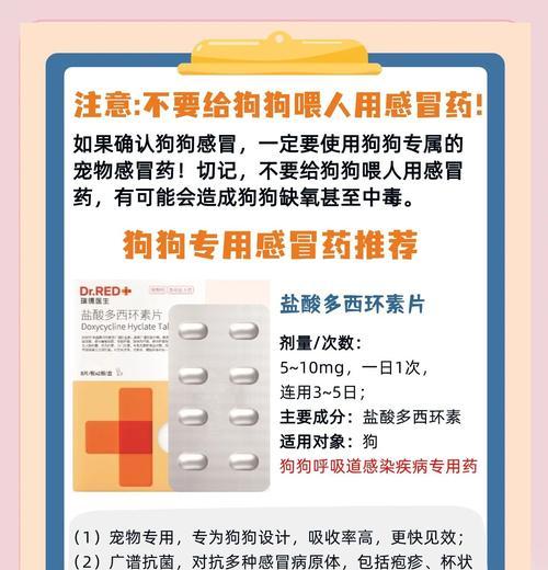 小狗感冒如何治疗与护理，快速恢复健康