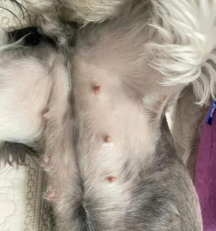 狗受孕后多久生产？全面了解狗的繁殖周期与产仔过程