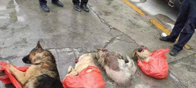 小狗误食老鼠药后的死亡时间与处理方法 小狗误食老鼠药后的死亡时间与处理方法