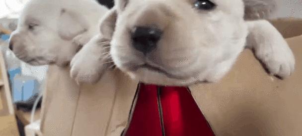 小狗误食老鼠药后的死亡时间与处理方法 小狗误食老鼠药后的死亡时间与处理方法