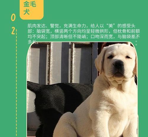 拉布拉多成年期养护指南,健康快乐成长全解析 拉布拉多成年期养护指南,健康快乐成长全解析
