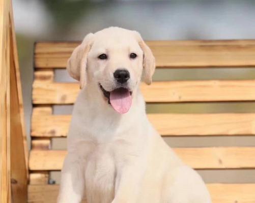 拉布拉多成年期养护指南,健康快乐成长全解析 拉布拉多成年期养护指南,健康快乐成长全解析