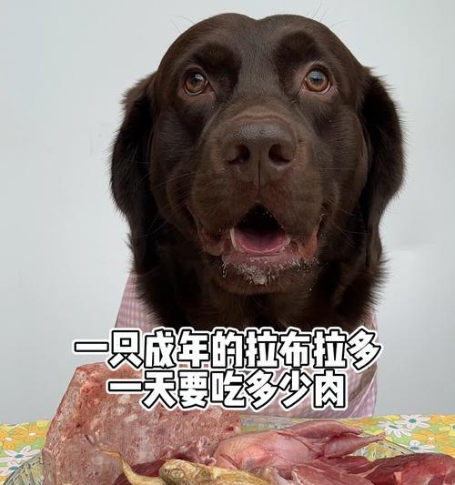 拉布拉多成年期养护指南,健康快乐成长全解析 拉布拉多成年期养护指南,健康快乐成长全解析