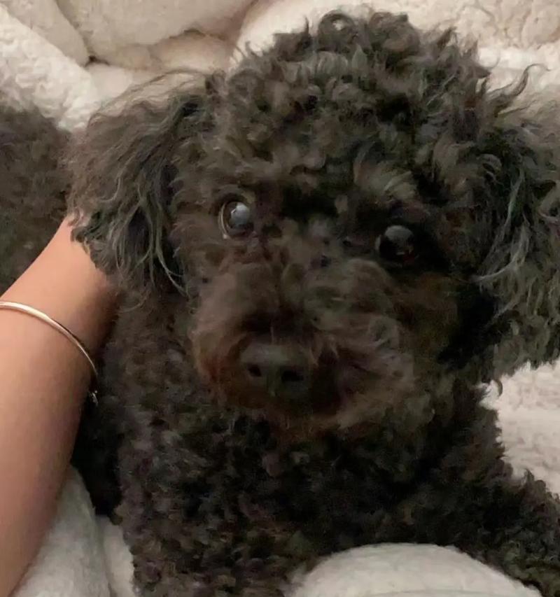 狗子宫癌症状有哪些?如何早期预防 狗子宫癌症状有哪些?如何早期预防