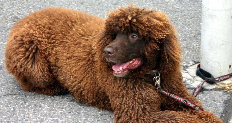 卷毛狗狗的魅力与饲养全攻略 卷毛狗狗的魅力与饲养全攻略