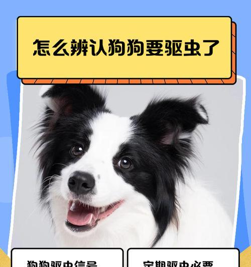 狗驱虫后何时出门最安全? 狗驱虫后何时出门最安全?