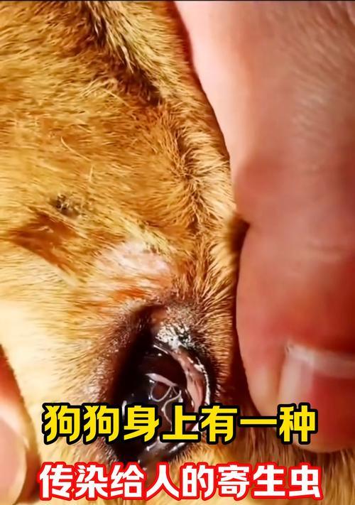 揭秘狗狗皮肤虫:症状、防治与护理全解析 揭秘狗狗皮肤虫:症状、防治与护理全解析