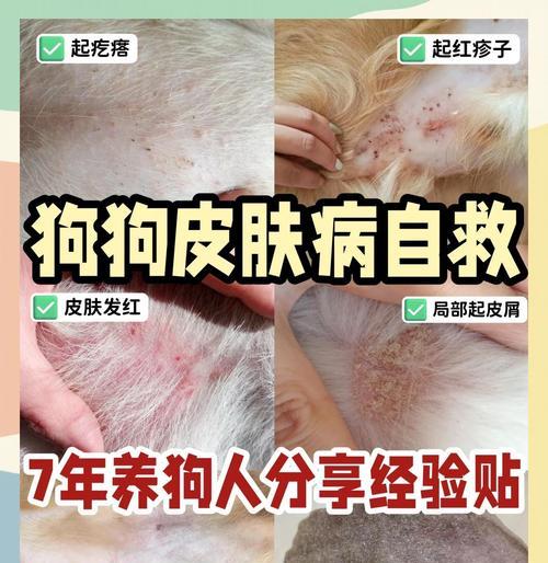揭秘狗狗皮肤虫:症状、防治与护理全解析 揭秘狗狗皮肤虫:症状、防治与护理全解析