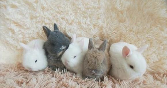 高丽兔科学饲养指南：健康生长与高效繁殖技巧