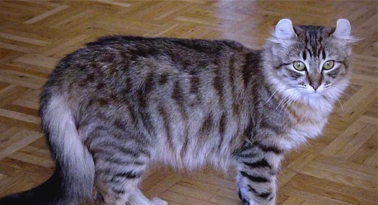 美国卷耳猫饲养全攻略：健康快乐生活必备知识