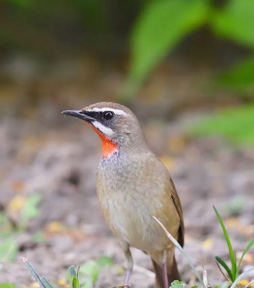 红靛颏儿饲养全攻略:环境、饮食与健康要点 红靛颏儿饲养全攻略:环境、饮食与健康要点