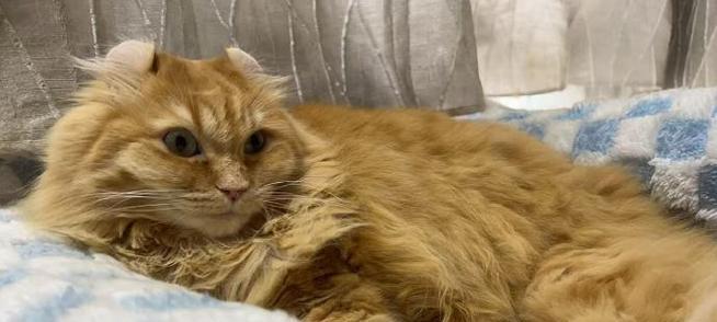 美国卷耳猫饲养全攻略：健康快乐生活必备知识